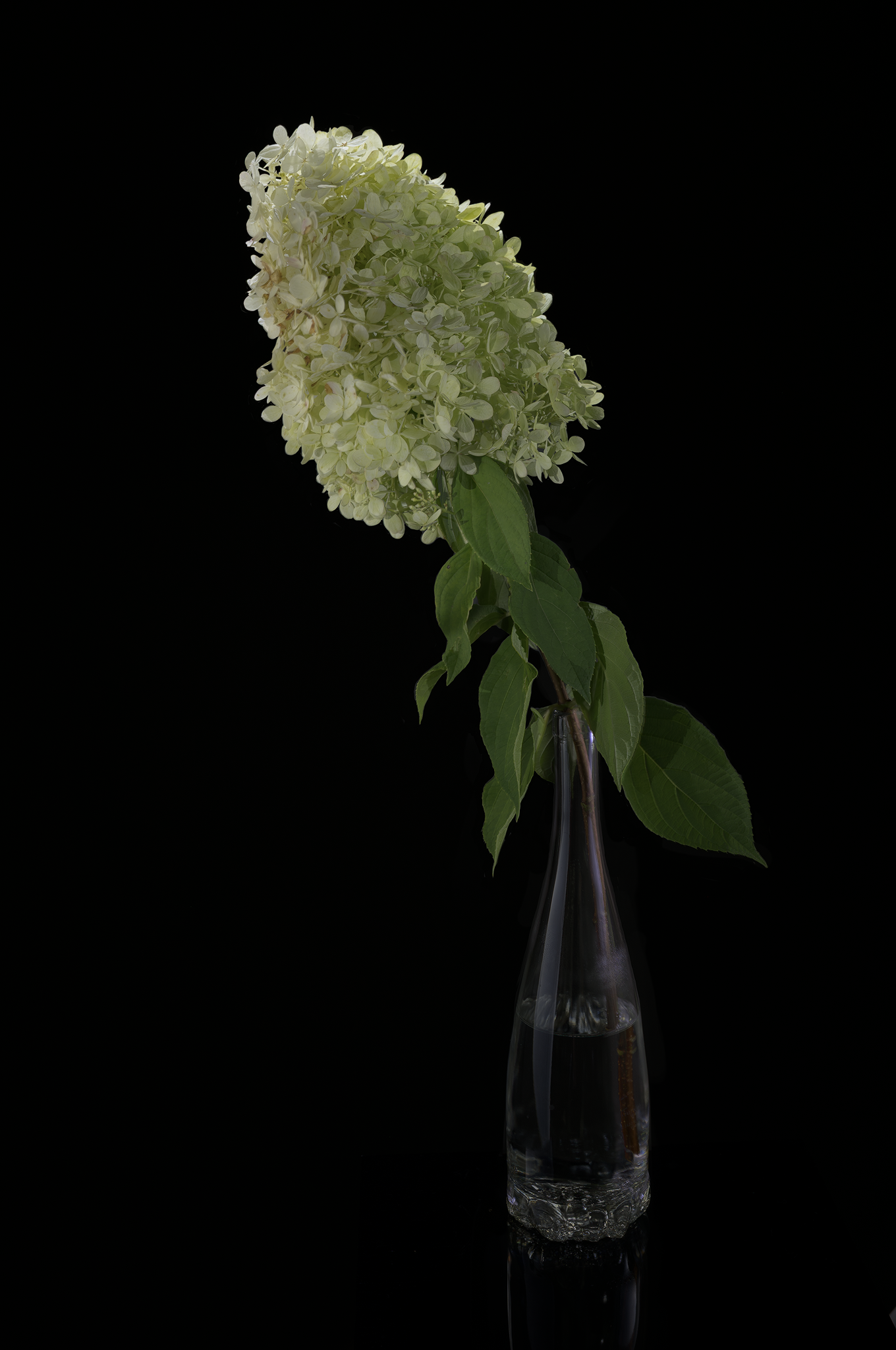 #ilonabantaphotography #ilonabantaproductphotography #hydrangea #productphotography #lifestylephotography #flowerphotography